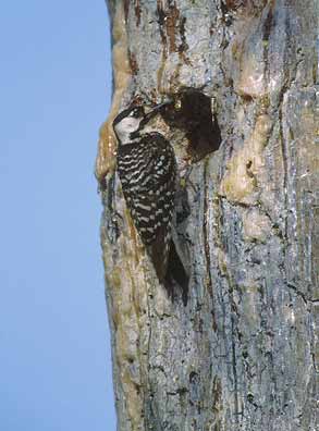 Red-cockaded Woodpecker (Picoides borealis) photo image