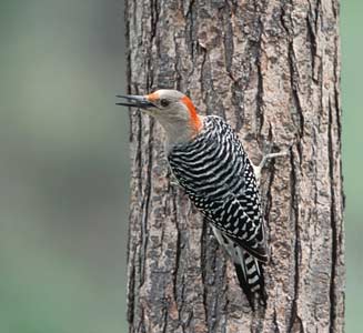 Red-bellied Woodpecker (Melanerpes carolinus) photo image