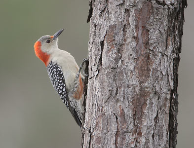 Red-bellied Woodpecker (Melanerpes carolinus) photo image