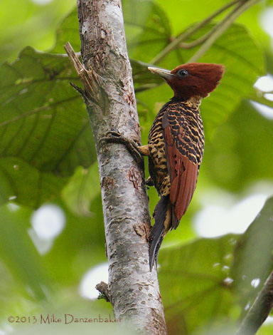 Rufous-headed Woodpecker (Celeus spectabilis) photo
