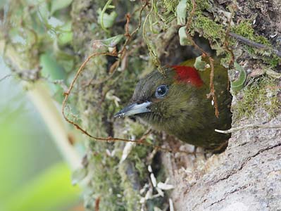 Rufous-winged Woodpecker (Piculus simplex) photo