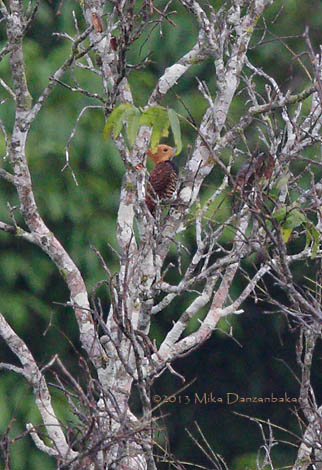 Ringed Woodpecker (Celeus torquatus) photo image
