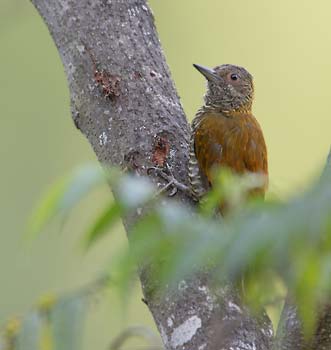 Red-rumped Woodpecker (Veniliornis kirkii) photo image