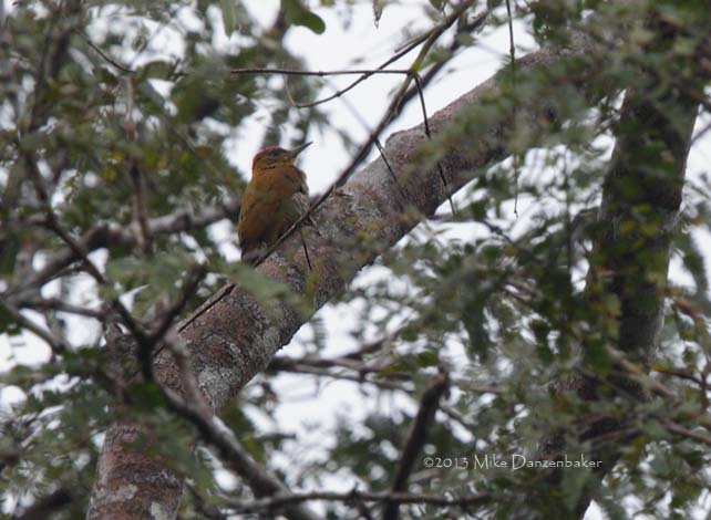 Red-stained Woodpecker (Veniliornis affinis) photo image
