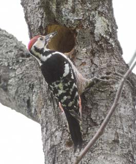 White-backed Woodpecker (Dendrocopos leucotos) photo image