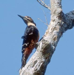 White-backed Woodpecker (Dendrocopos leucotos) photo image