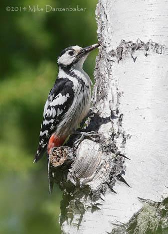 White-backed Woodpecker (Dendrocopos leucotos) photo