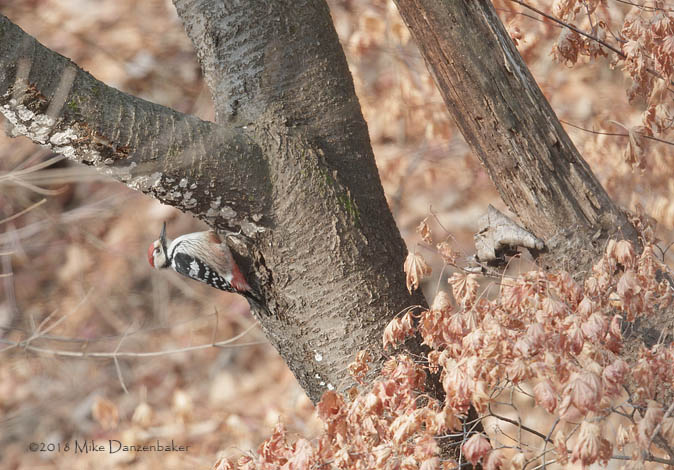 White-backed Woodpecker (Dendrocopos leucotos) photo