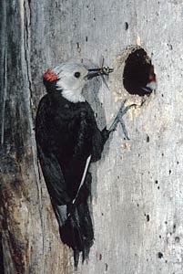 White-headed Woodpecker (Picoides albolarvatus) photo image