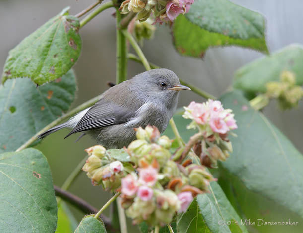Reunion Grey White-eye (Zosterops borbonicus) photo image