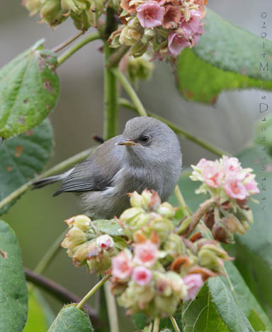 Reunion Grey White-eye (Zosterops borbonicus) photo image
