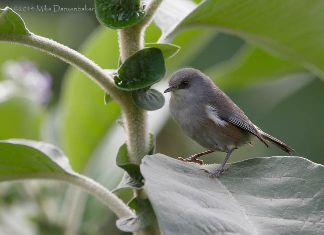 Reunion Grey White-eye (Zosterops borbonicus) photo