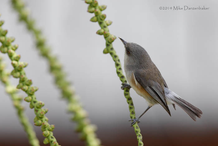 Reunion Grey White-eye (Zosterops borbonicus) photo