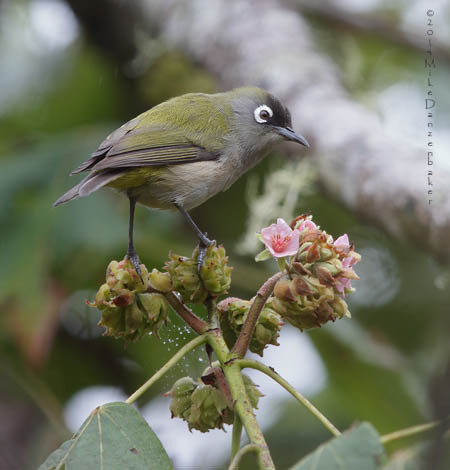 Reunion Olive White-eye (Zosterops olivaceus) photo image
