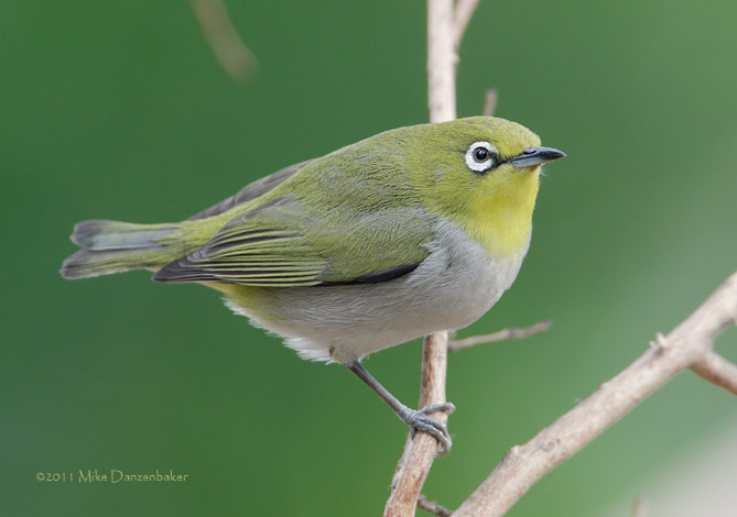 Swinhoe's White-eye (Zosterops simplex) photo image