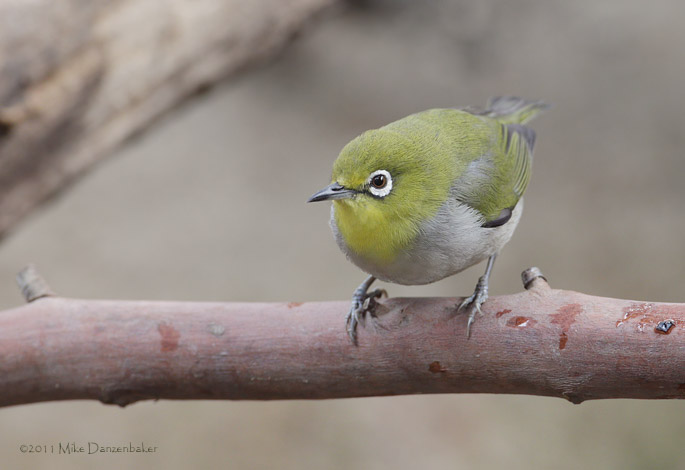 Swinhoe's White-eye (Zosterops simplex) photo image