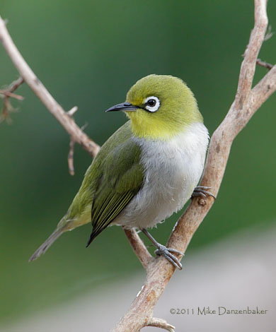 Swinhoe's White-eye (Zosterops simplex) photo