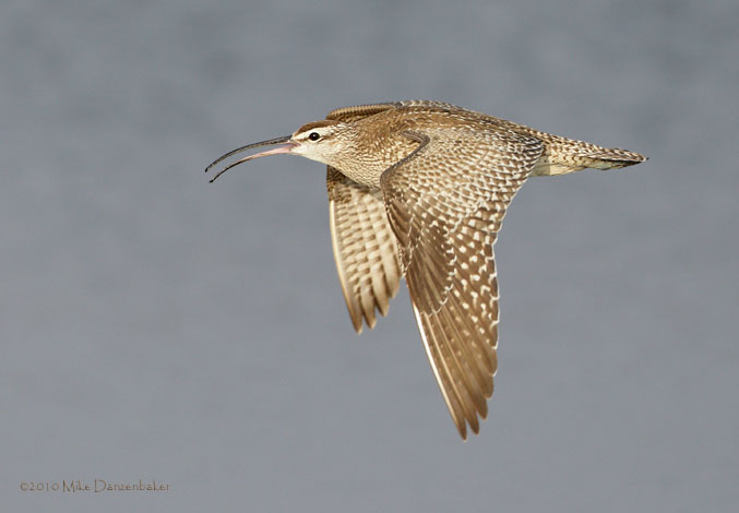 Whimbrel (Numenius phaeopus) photo image