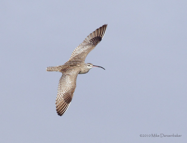 Whimbrel (Numenius phaeopus) photo image