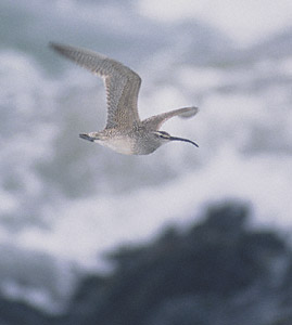 Whimbrel (Numenius phaeopus) photo image