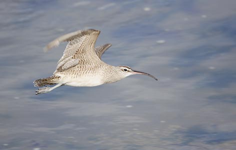 Whimbrel (Numenius phaeopus) photo image