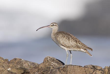 Whimbrel (Numenius phaeopus) photo image
