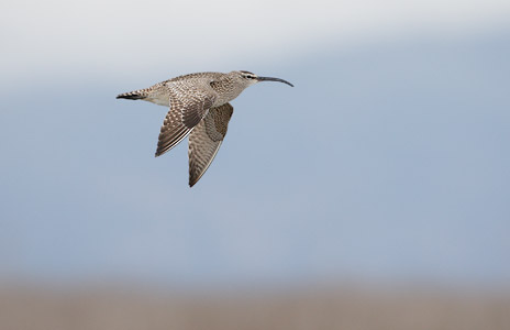 Whimbrel (Numenius phaeopus) photo image