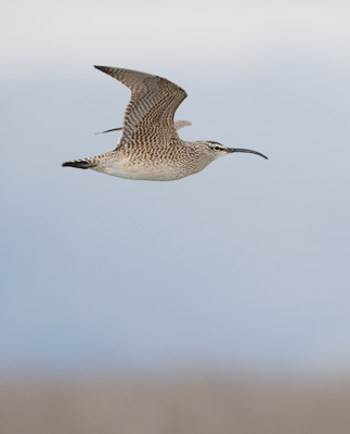 Whimbrel (Numenius phaeopus) photo image