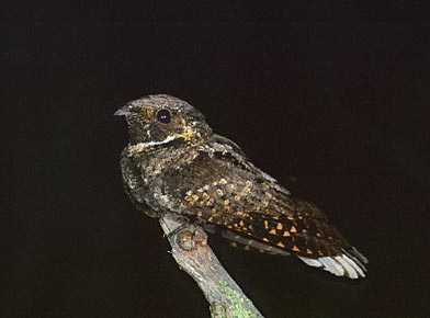 Eastern Whip-poor-will (Antrostomus vociferus) photo image