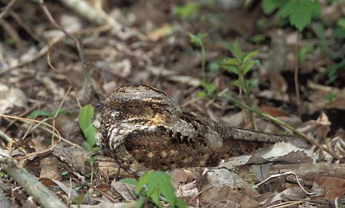 Eastern Whip-poor-will (Antrostomus vociferus) photo image