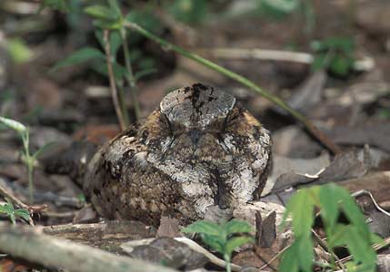 Eastern Whip-poor-will (Antrostomus vociferus) photo image