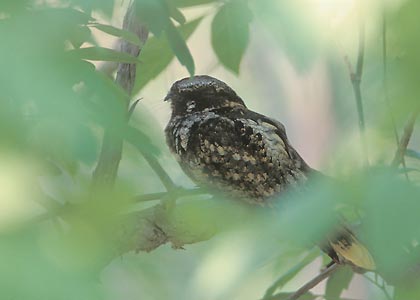 Eastern Whip-poor-will (Antrostomus vociferus) photo image