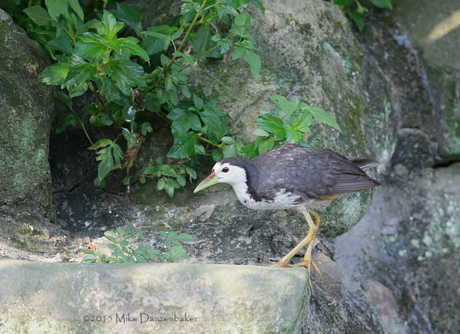 White-breasted Waterhen (Amaurornis phoenicurus) photo