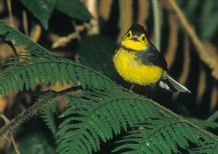 Collared Whitestart (Myioborus torquatus) photo