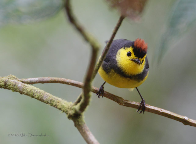 Collared Whitestart (Myioborus torquatus) photo