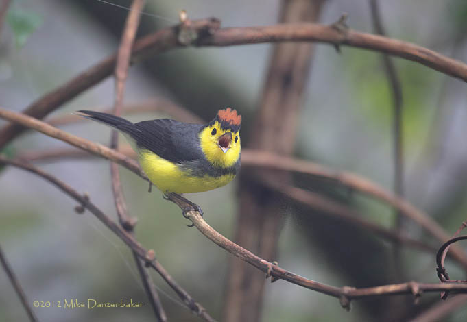 Collared Whitestart (Myioborus torquatus) photo