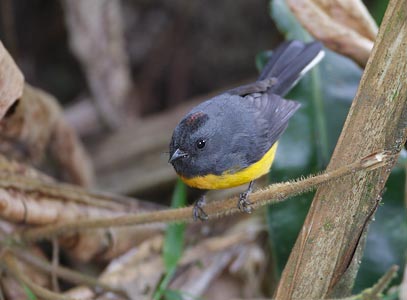 Slate-throated Whitestart (Myioborus miniatus) photo