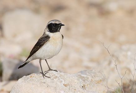 Black-eared Wheatear (Oenanthe hispanica) photo image