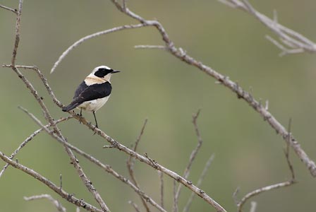 Black-eared Wheatear (Oenanthe hispanica) photo