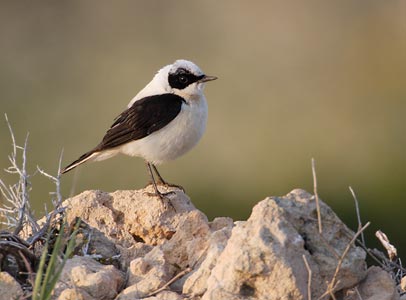 Black-eared Wheatear (Oenanthe hispanica) photo