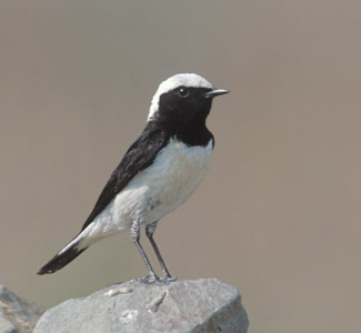 Cyprus Wheatear (Oenanthe cypriaca) photo image