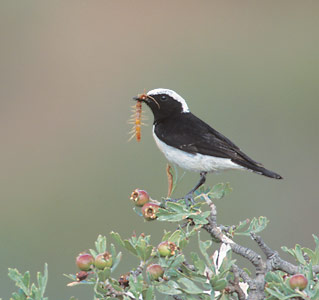 Cyprus Wheatear (Oenanthe cypriaca) photo image