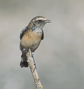 Cyprus Wheatear (Oenanthe cypriaca) photo image