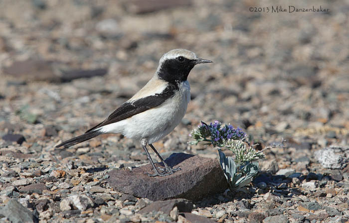 Desert Wheatear (Oenanthe deserti) photo image