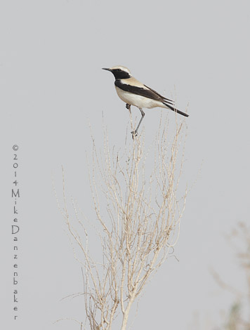 Desert Wheatear (Oenanthe deserti) photo image