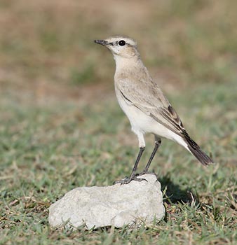 Isabelline Wheatear (Oenanthe isabellina) photo