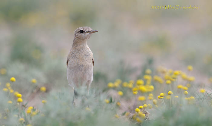 Isabelline Wheatear (Oenanthe isabellina) photo