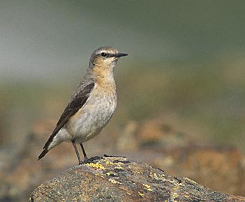 Northern Wheatear (Oenanthe oenanthe) photo image