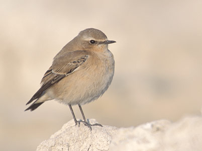 Northern Wheatear (Oenanthe oenanthe) photo image