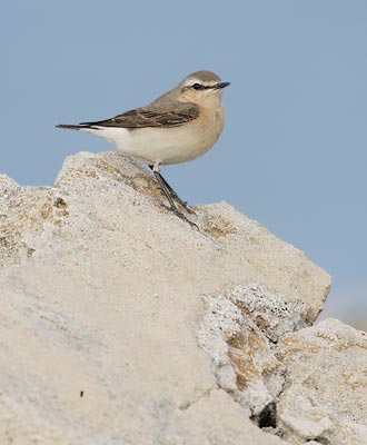 Northern Wheatear (Oenanthe oenanthe) photo image